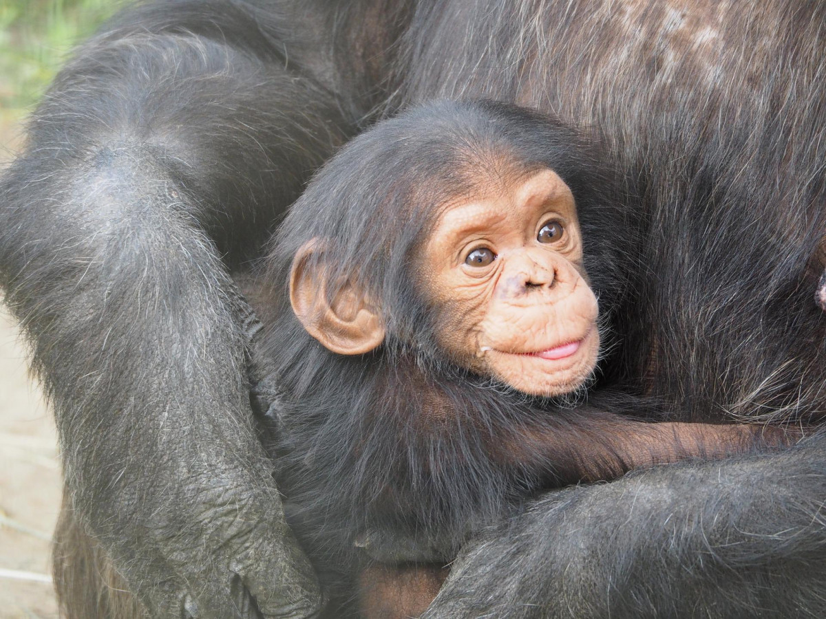 Csimpánz kölyök