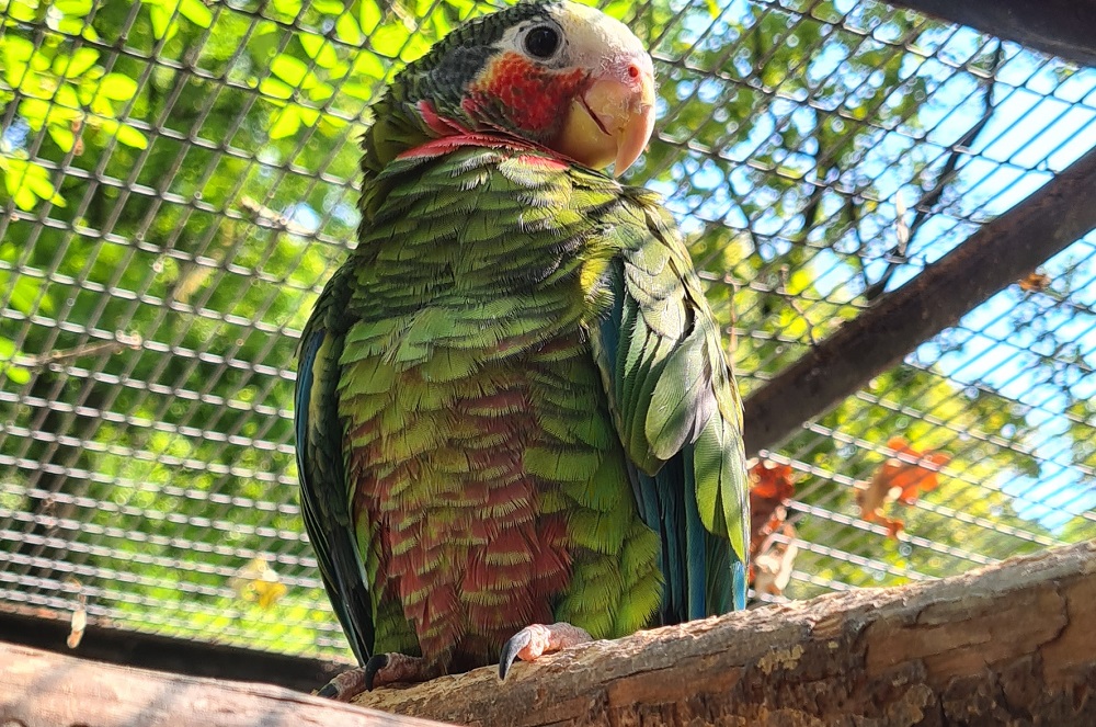 Kubai amazonon papagáj a Szegedi Vadasparkban