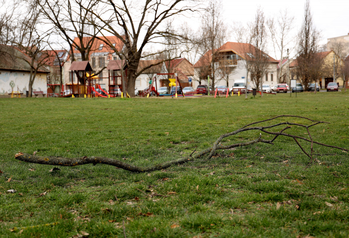 Szeged, viharos szél miatt leszakadt faágak a Mátyás téren.