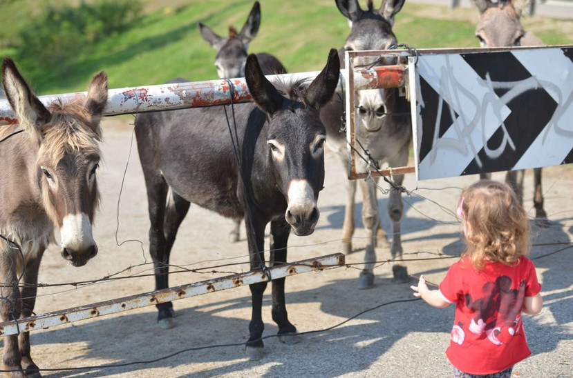 A tápéi szamarak 2015 nyarán