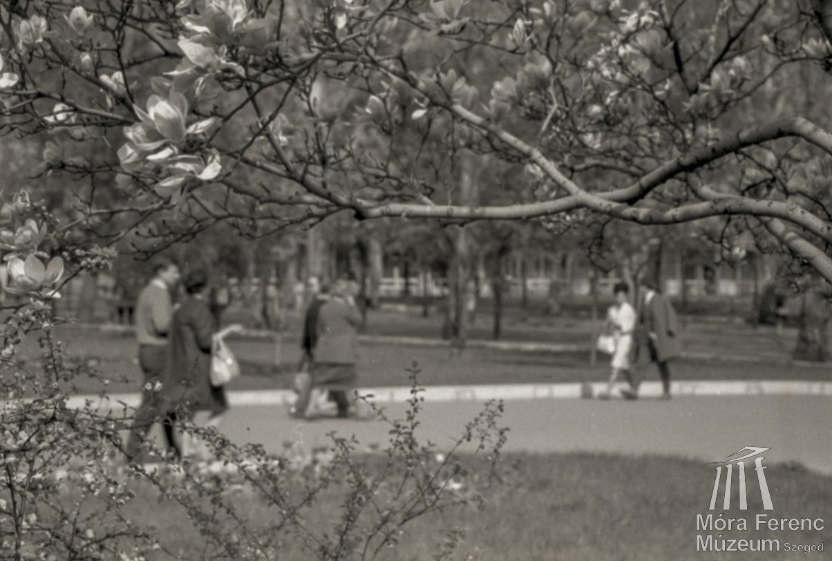 Magnóliavirágzás a szegedi Széchenyi téren 1954-ben. Liebmann Béla fotója. Forrás: Móra Ferenc Múzeum helytörténeti gyűjtemény (mfm_tn_5082_1)