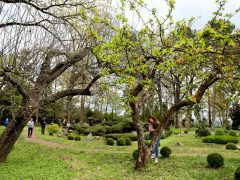 Szeged, cseresznyefa virágzás, Füvészkert, Japánkert, Hanami, természet, tavasz, turizmus