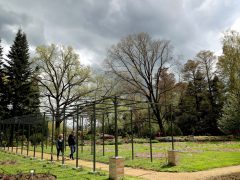 Szeged, cseresznyefa virágzás, Füvészkert, Japánkert, Hanami, természet, tavasz, turizmus