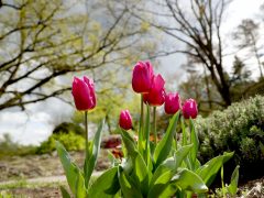 Szeged, cseresznyefa virágzás, Füvészkert, Japánkert, Hanami, természet, tavasz, turizmus