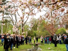 Szeged, cseresznyefa virágzás, Füvészkert, Japánkert, Hanami, természet, tavasz, turizmus