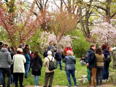 Szeged, cseresznyefa virágzás, Füvészkert, Japánkert, Hanami, természet, tavasz, turizmus