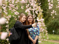 Szeged, cseresznyefa virágzás, Füvészkert, Japánkert, Hanami, természet, tavasz, turizmus