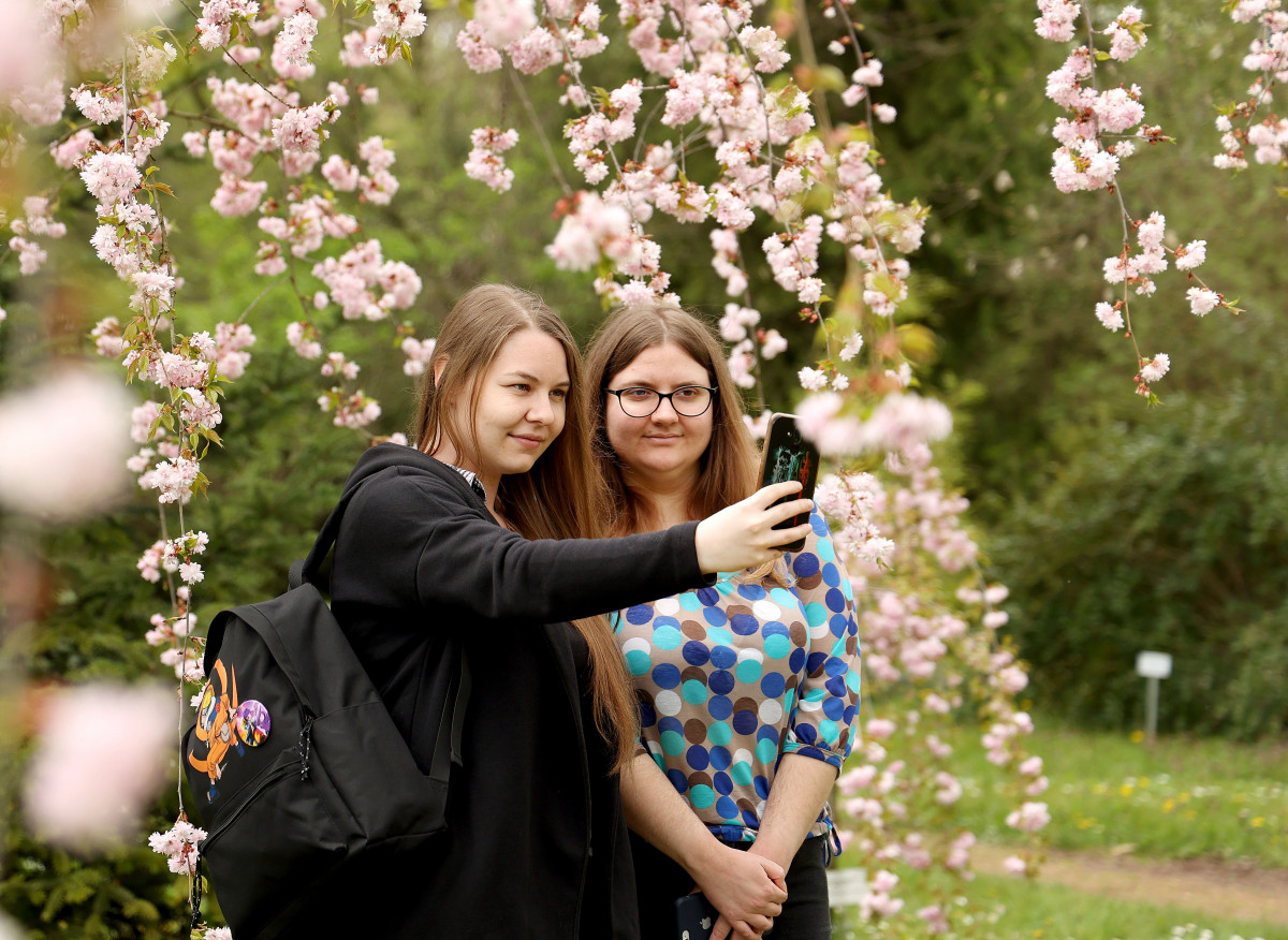 Szeged, cseresznyefa virágzás, Füvészkert, Japánkert, Hanami, természet, tavasz, turizmus