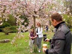Szeged, cseresznyefa virágzás, Füvészkert, Japánkert, Hanami, természet, tavasz, turizmus