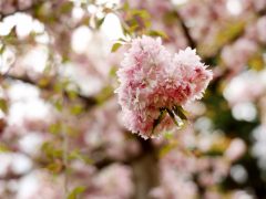 Szeged, cseresznyefa virágzás, Füvészkert, Japánkert, Hanami, természet, tavasz, turizmus