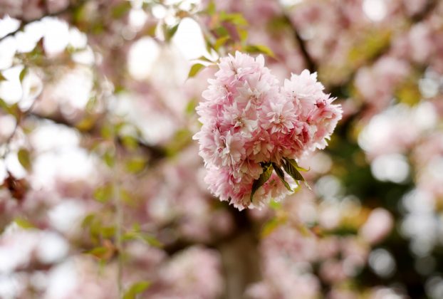 Szeged, cseresznyefa virágzás, Füvészkert, Japánkert, Hanami, természet, tavasz, turizmus