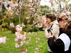 Szeged, cseresznyefa virágzás, Füvészkert, Japánkert, Hanami, természet, tavasz, turizmus