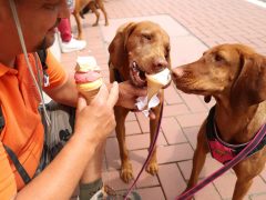 Szeged, Vizslakalandorok, vizsla, kutya, találkozó, fagyi, fagylalt