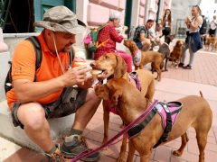 Szeged, Vizslakalandorok, vizsla, kutya, találkozó, fagyi, fagylalt