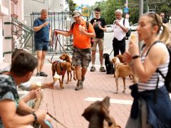 Szeged, Vizslakalandorok, vizsla, kutya, találkozó, fagyi, fagylalt