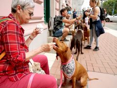 Szeged, Vizslakalandorok, vizsla, kutya, találkozó, fagyi, fagylalt