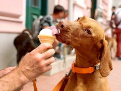 Szeged, Vizslakalandorok, vizsla, kutya, találkozó, fagyi, fagylalt