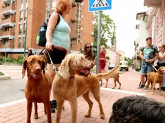 Szeged, Vizslakalandorok, vizsla, kutya, találkozó, fagyi, fagylalt