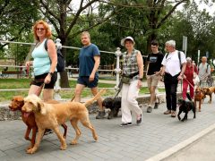 Szeged, Vizslakalandorok, vizsla, kutya, találkozó, fagyi, fagylalt
