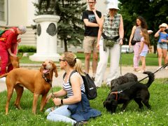 Szeged, Vizslakalandorok, vizsla, kutya, találkozó, fagyi, fagylalt