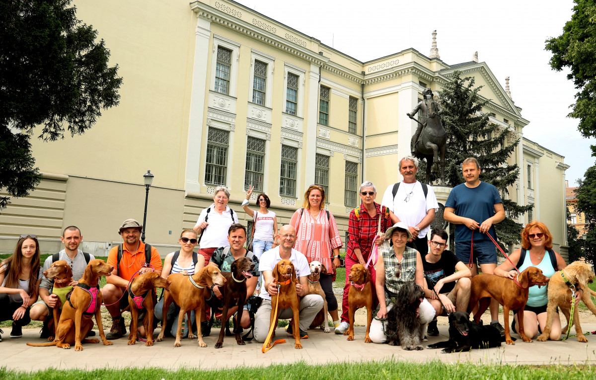 Szeged, Vizslakalandorok, vizsla, kutya, találkozó, fagyi, fagylalt