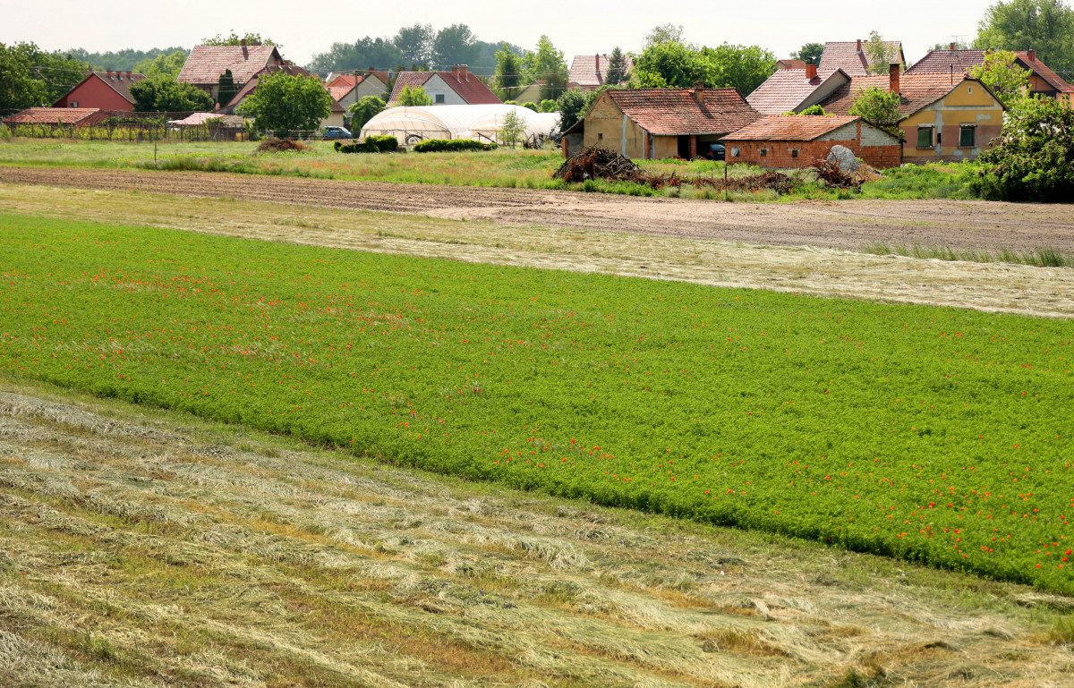 Szántóföld Bordány határában