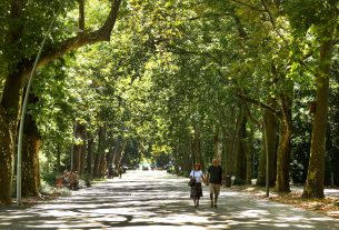 Szeged, nyár, séta, időjárás, természet, egészség, újszegedi liget, park, fák