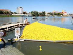 Szeged, Rotary, jótékonysági gumikacsa verseny, gumikacsa, Tisza