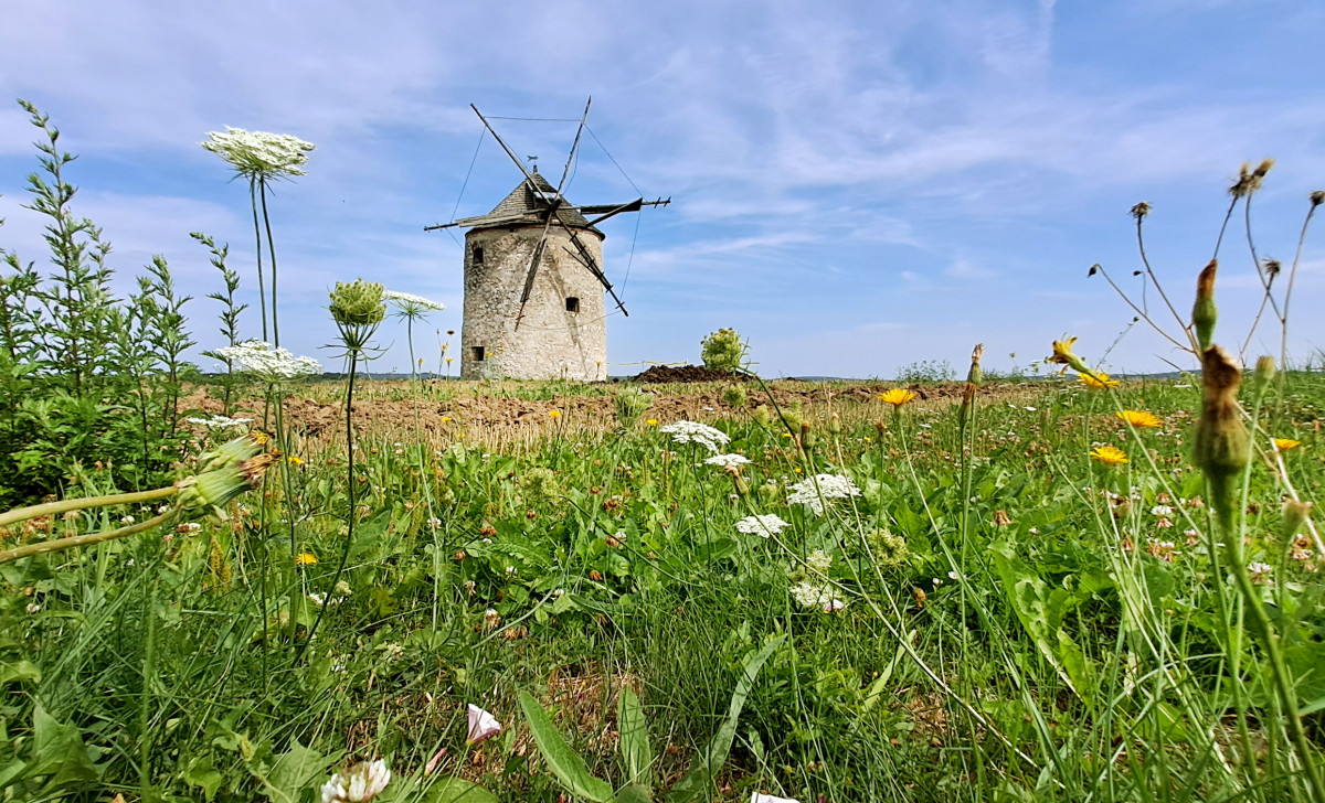 Tés, tési szélmalmok, szélmalom, Helt és Ozi-szélmalmok, hagyomány, turizmus, látnivaló, Balaton