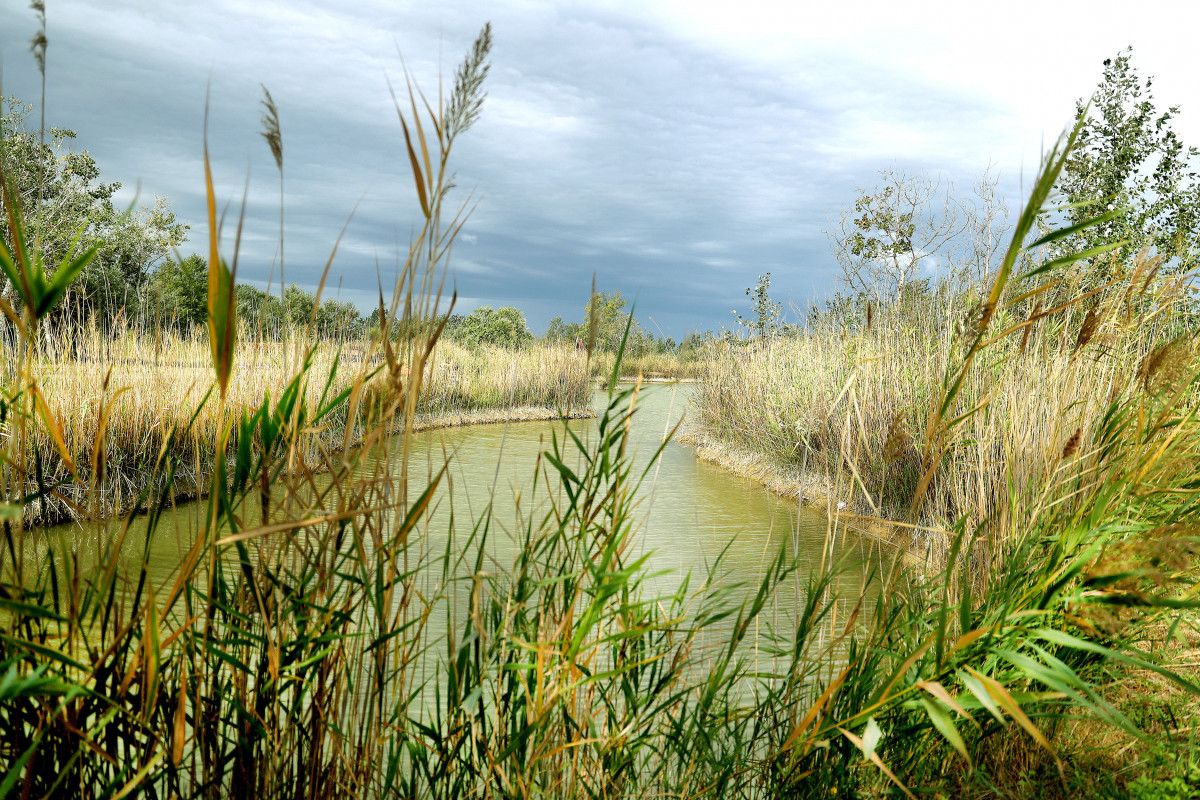 Sándorfalva, Nádastó Szabadidőpark, élővíz, strand, horgásztó, tó, nádas, természet