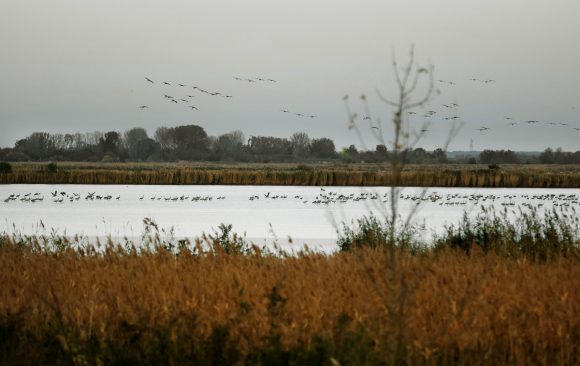 Szeged, gyülekeznek, darvak, daru, madár, költöző madár, november, ősz, Fehér-tő, természet