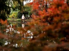 Szeged, momiji, japán, juhar, Füvészkert, japánkert, ősz, természet, időjárás