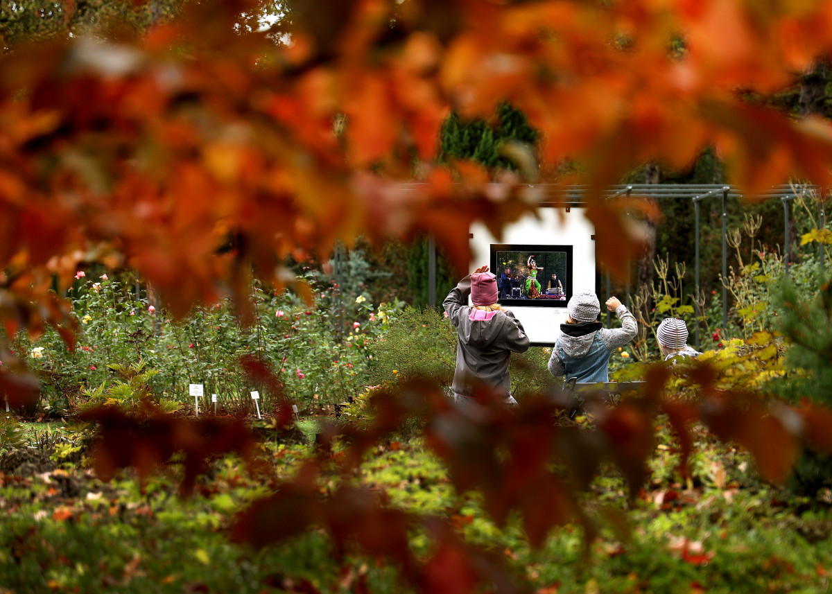 Szeged, momiji, japán, juhar, Füvészkert, japánkert, ősz, természet, időjárás