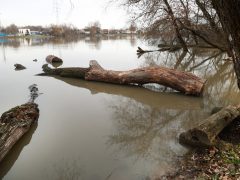 Szeged, séta, újszeged, Holt-Maros, Tisza part, január, tél, időjárás, kirándulás, természet