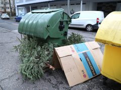 Szeged, kidobott fenyő, fenyőfa, Kemes utca, lakotelep