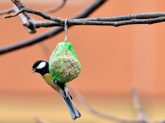 Szeged, téli madáretetés, madár, madáretető, cinke