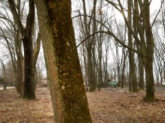 Szeged, közpark, Kállay liget, újszeged, park, erdő, fa, fakivágás