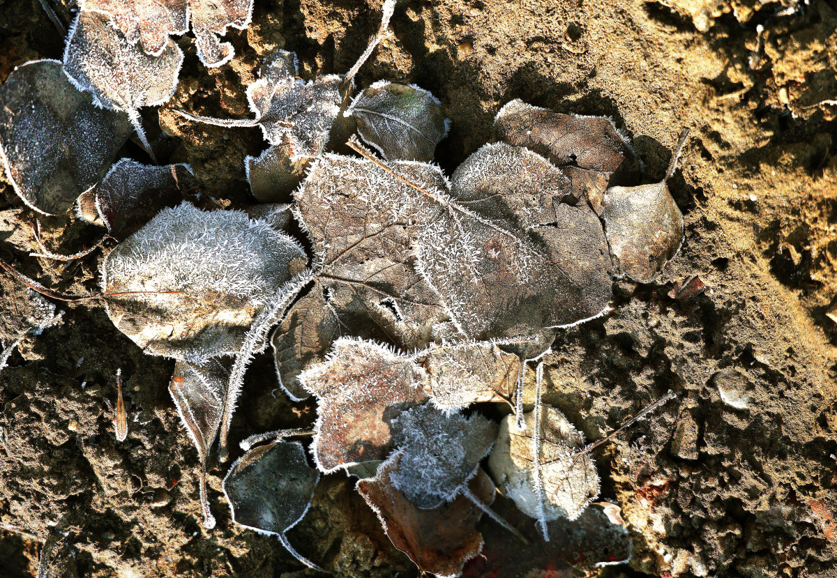 Szeged, hideg, időjárás, fagy, január, falevelek