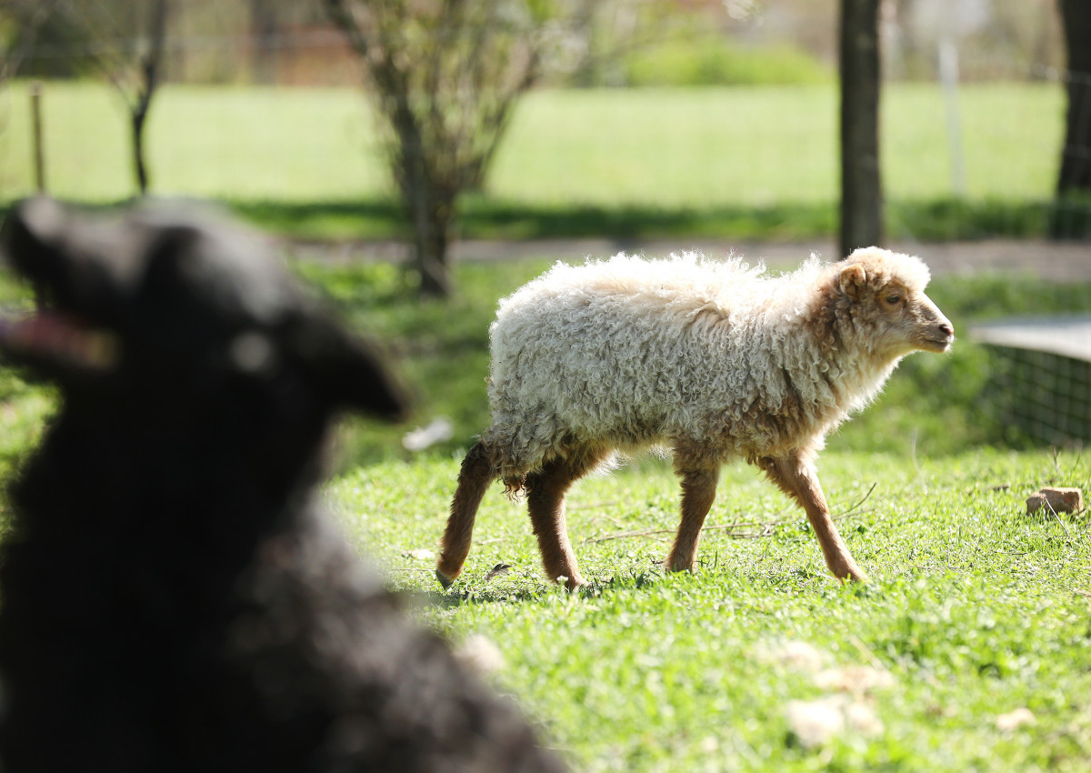 Szeged, Oláh János, Gyálarét, tanya birka, juh, bárány, állattartás, gazdálkodó