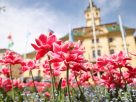 Szeged, tulipán, virág, tavasz, időjárás, Széchenyi tér