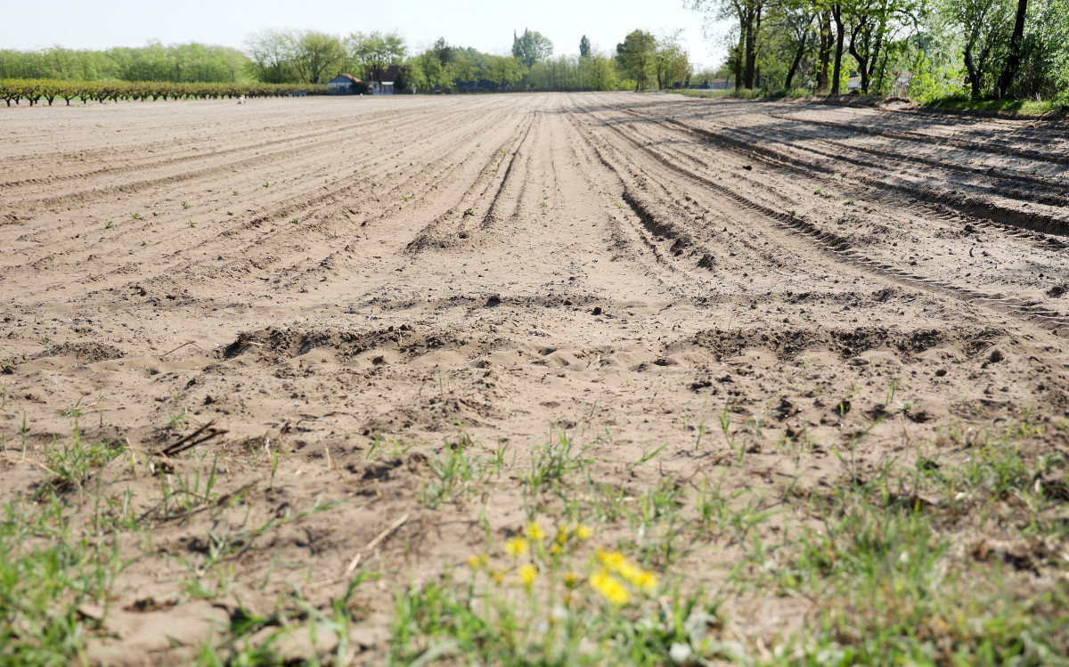 Mórahalom, aszály, szárazság, időjárás, Alföld, Homokhátság, vetés, mezőgazdaság, termesztés, öntözés, föld