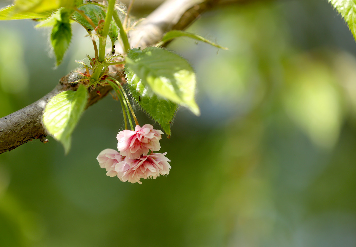 Szeged, Hanami, cseresznyevirágzás, rendezvény, Füvészkert, SZTE, természet, virág, kirándulás