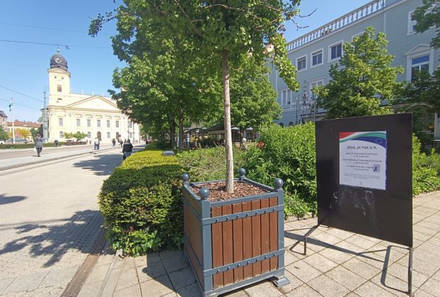 Zöld város dézsás fákkal Debrecenben