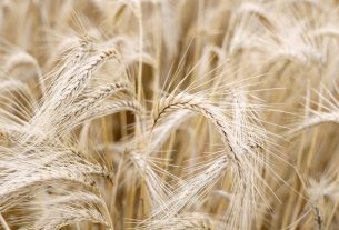 Szeged, érik, búza, föld, mezőgazdaság, gabona