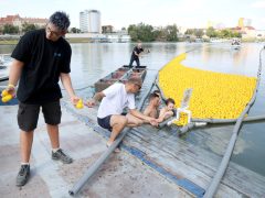 Szeged, Rotary Club Szeged Dóm, Rotary, gumikacsa, verseny, Tisza, jótékonyság