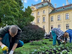 Szeged, őszi virágültetés, Szegedi Környezetgazdálkodási Nonprofit Kft., Széchenyi tér, ültetés, kétnyári virágok, tulipán hagymák, árvácska