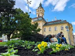 Szeged, őszi virágültetés, Szegedi Környezetgazdálkodási Nonprofit Kft., Széchenyi tér, ültetés, kétnyári virágok, tulipán hagymák, árvácska