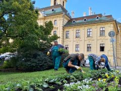 Szeged, őszi virágültetés, Szegedi Környezetgazdálkodási Nonprofit Kft., Széchenyi tér, ültetés, kétnyári virágok, tulipán hagymák, árvácska