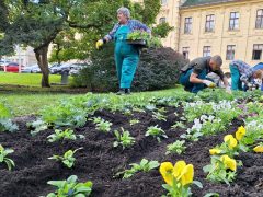 Szeged, őszi virágültetés, Szegedi Környezetgazdálkodási Nonprofit Kft., Széchenyi tér, ültetés, kétnyári virágok, tulipán hagymák, árvácska