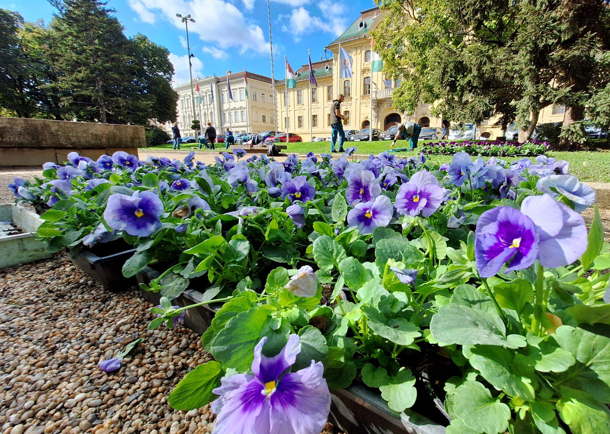 Szeged, őszi virágültetés, Szegedi Környezetgazdálkodási Nonprofit Kft., Széchenyi tér, ültetés, kétnyári virágok, tulipán hagymák, árvácska